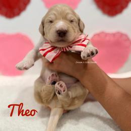 Theo - Cream male Goldendoodle puppy in Dallas County, Texas from Dream A Little Doodle