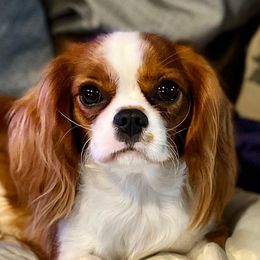 Bridget - Cavalier King Charles Spaniel