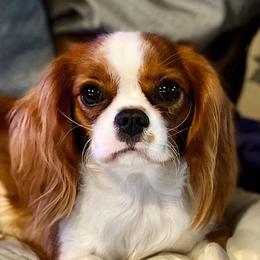 Bridget - Cavalier King Charles Spaniel