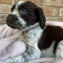 Quartz - Liver white and roan female English Springer Spaniel puppy in Pensacola, Florida from LeichtHouse Kennel