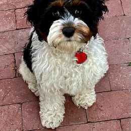 Cavapoo Puppies from SunnySide Mini Doodles