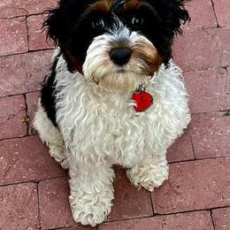 Cavapoo Puppies from SunnySide Mini Doodles