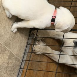 Labrador Retriever Puppies from Ruckus Family Labs