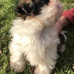 Shih Tzu Puppies from Willow Lane Shih Tzus