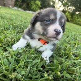 Deets - Blue male Pembroke Welsh Corgi puppy in Fayetteville, Tennessee from Sulphur Springs Corgis