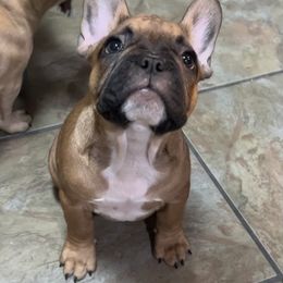 French Bulldog Puppies from Lola’s Frenchies