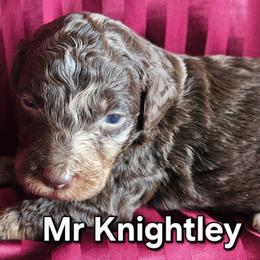 Mr Knightley -Jane Austen litter - Tri-color male Labradoodle puppy in Phelan, California from Family Doodles