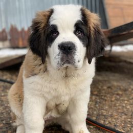 Saint Bernard puppies from Shoen Saint Bernards