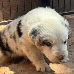 Dinero - Blue merle male Australian Shepherd puppy in Vernal, Utah from Dancing M Kennels