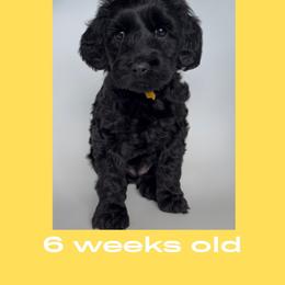 Phoebe - yellow collar - Black female Labradoodle puppy in Beavercreek, Oregon from Auburn Sky Labradoodles