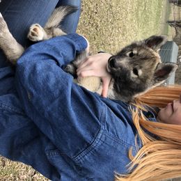 Siberian Husky Puppies from Bralin Siberians