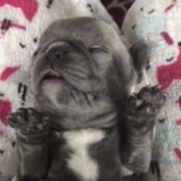 French Bulldog Puppies from Antelope Springs Frenchies