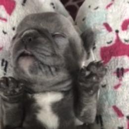 French Bulldog Puppies from Antelope Springs Frenchies