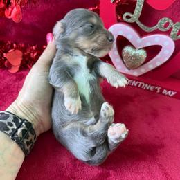 Petey - Gray (blue) and cream male Dachshund puppy in Lincoln, Arkansas from Red Dirt Dachshunds
