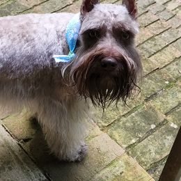 Miniature Schnauzers, Schnoodles, and Shihpoos from Pups Furever