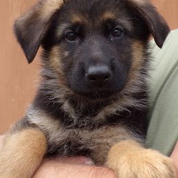 German Shepherd Puppies from Von Tief