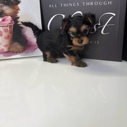 H - Blue and gold male Yorkshire Terrier puppy in Cape Coral, Florida from Katherine’s Yorkies and Poodles