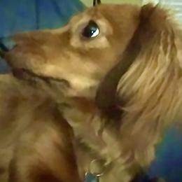 Cashew - Dachshund