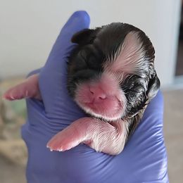 Seraphina - Red and white female Shih Tzu puppy in Riverside, California from Raincross Shih Tzu