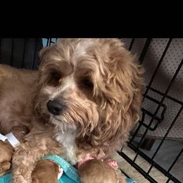 Roxie - Cavapoo