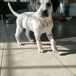 Creed - White black and tan male Dalmatian puppy in Janesville, Wisconsin from Legacy Dalmatians