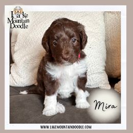 Mira - Chocolate female Double Doodle puppy in Eagle Mountain, Utah from Lake Mountain Doodle