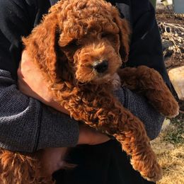 Goldendoodle Puppies from Atkinson Goldendoodles