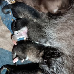 Alaskan Malamute puppies from Enchanted Dreams Alaskan Malamutes