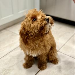 Romeo - Goldendoodle