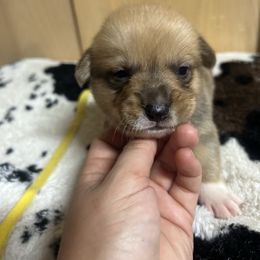 Girl 4 - White and red female Pembroke Welsh Corgi puppy in Elberton, Georgia from Lonesome Boone Corgis