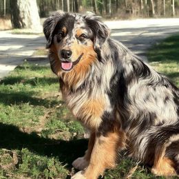 Summit - Australian Shepherd