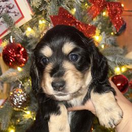 Dachshund Puppies from Renee's Dachshund's