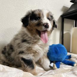 Honeydew - Blue merle male Australian Shepherd puppy in Hartville, Missouri from Stamper K9’s