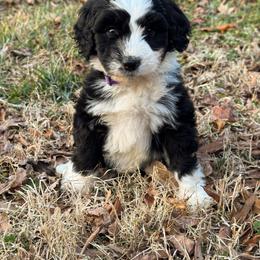 Mittens - female Australian Mountain Doodle puppy in Claremont, North Carolina from Magnolia Grove Farms