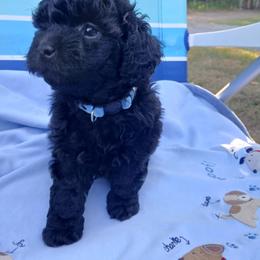 Kolter - Black male Havapoo puppy in Blanch, North Carolina from Faithful Hearts Kennel