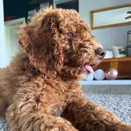 Marty (Robbins) - Red  male Goldendoodle puppy in Eagleville, Tennessee from Nash Doodles