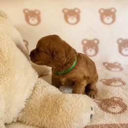 Tango Wool Moss - Caramel male Australian Labradoodle puppy in Otis, Massachusetts from Tango Wool Labradoodles