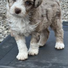 Girl 3 - Brown merle female Aussiedoodle puppy in Hillsboro, Illinois from Perfect Paws Puppies