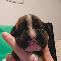 Ovie - Brindle female Boxer puppy in East Moline, Illinois from WildRiver Boxers