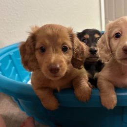 Dachshund Puppies from Hetu's Dachshunds