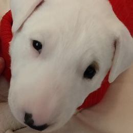 Bull Terrier Puppies from Unforgetable Bull Terriers