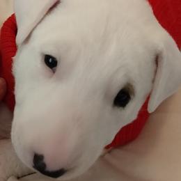 Bull Terrier Puppies from Unforgetable Bull Terriers