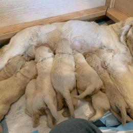 Goldendoodle Puppies from Doodlebloom Farm