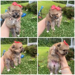 AKC Regina - Beaver female Pomeranian puppy in Jacksonville, North Carolina from Bourlet Poms