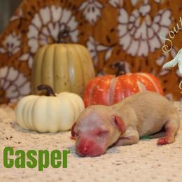 Casper - Cream male Dachshund puppy in Franklinton, Louisiana from Southern Grace Doxies