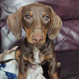 Eddie - Dachshund