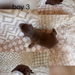 Boy 4 - Red & white male Australian Shepherd puppy in Patriot, Ohio from Caseypups