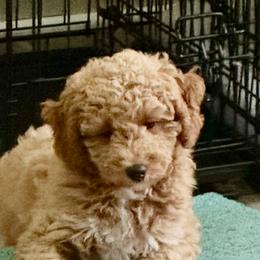 Florence - Red  female Goldendoodle puppy in Danville, Virginia from Stella’s Stunning Goldendoodles of VA