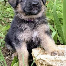 German Shepherds from Treuen German Shepherds
