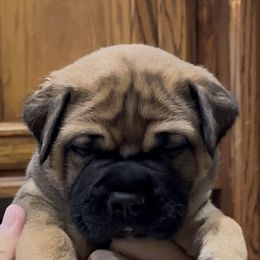 Baby Blue - Red fawn male Bullmastiff puppy in Cedar Creek, Texas from Burns Family Ranch " BFR Bullies"